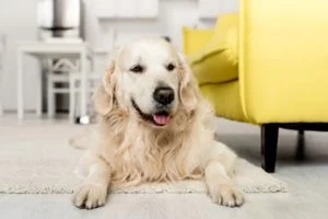 Dog resting on a floor with a yellow couch in the background