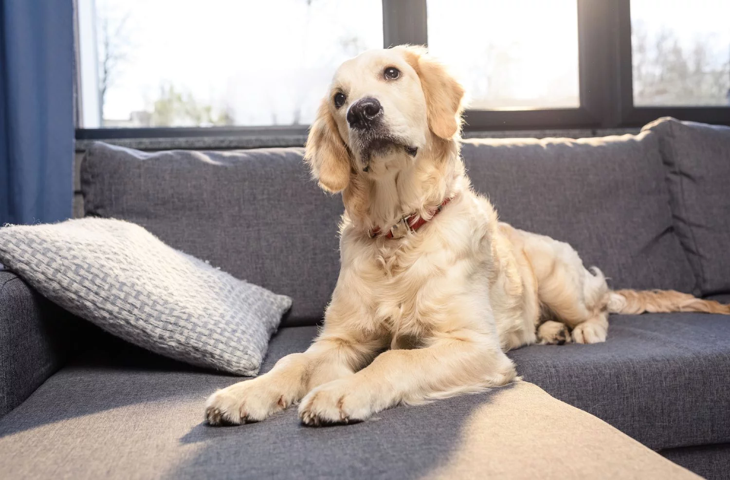 Cute dog sitting on gray couch