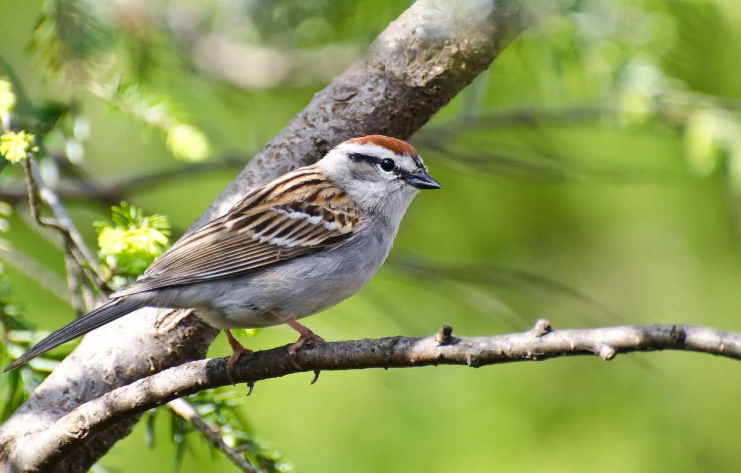 Small bird sitting in a green garden