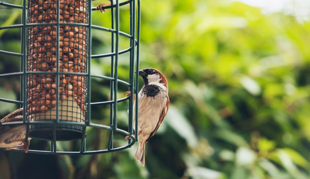 The 4 Best Bird Feeders for Small Birds (Our Top Picks)