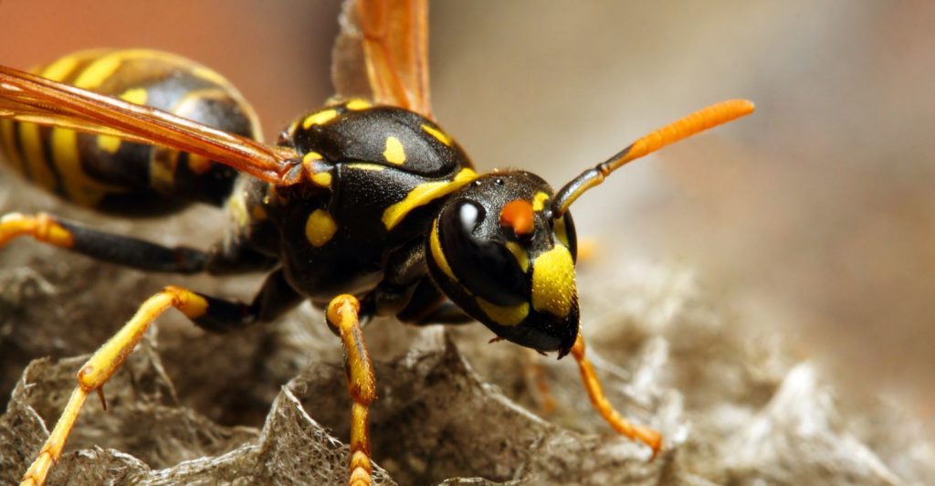 Homemade Wasp Spray (and How to Keep Wasps Away) • ThreeTwoHome